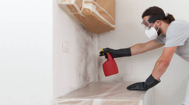 Professional Black Mold Removal technician working in Mineola, NY